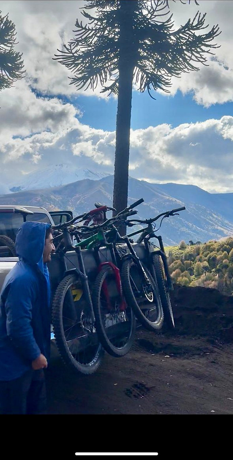 Bicis con araucaria y volcán nevado — Araucanía Andina
