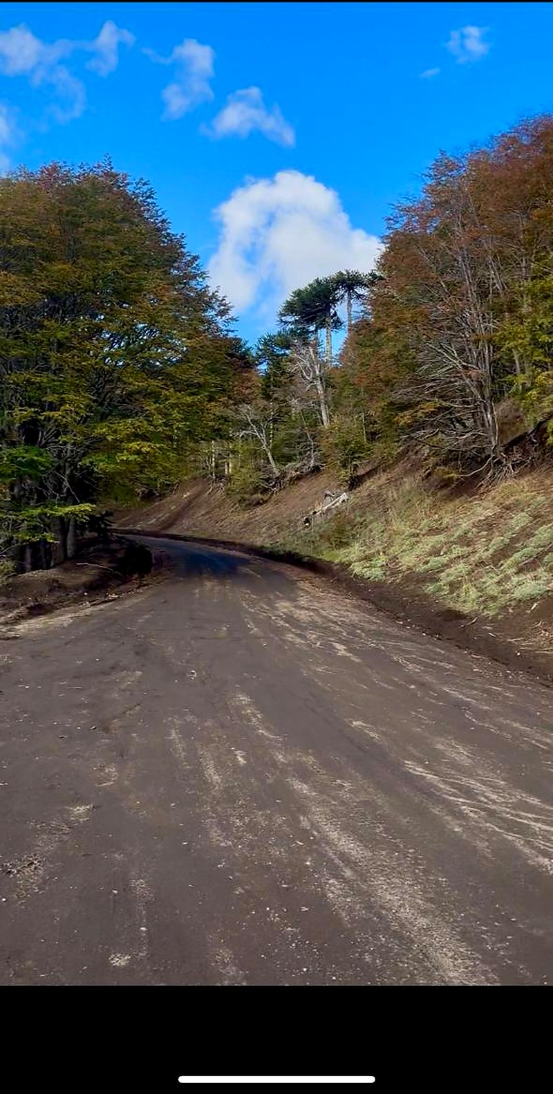 Sendero entre araucarias — Araucanía
