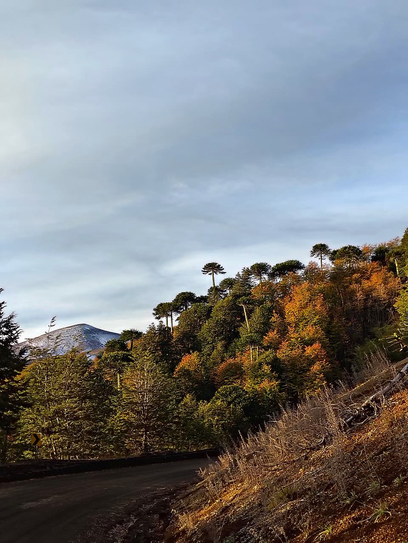 Araucarias en otoño con volcán nevado — Cuesta Las Raíces