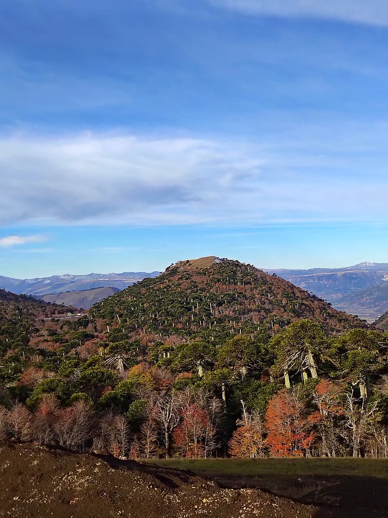 Cerro cubierto de araucarias en otoño — Araucanía