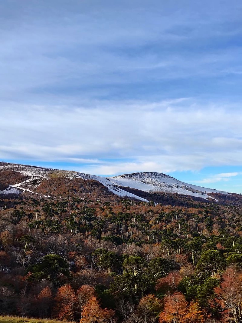 Bosque de araucarias con nieve — Sierra Nevada Araucanía