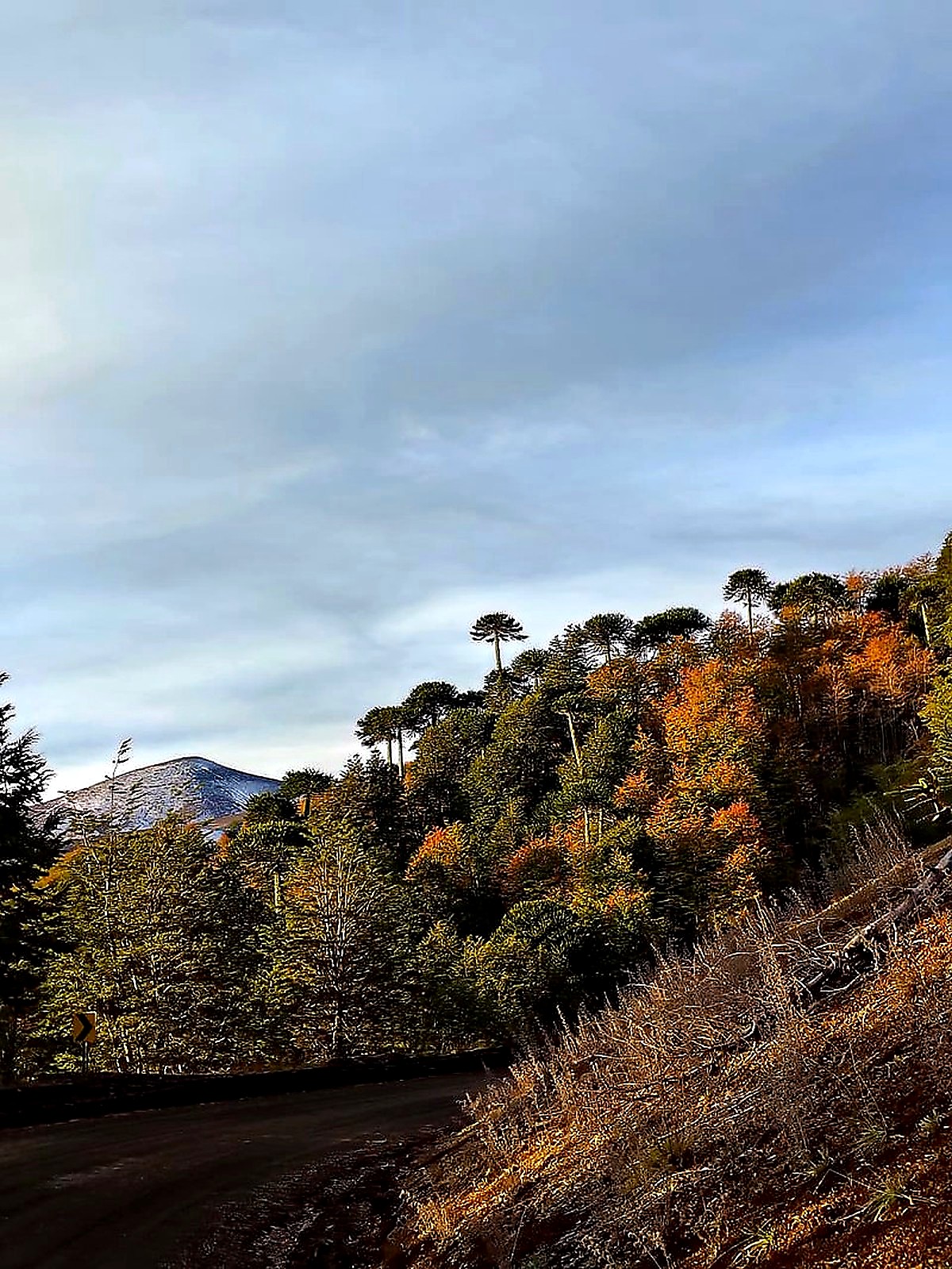 Araucarias en otoño con volcán nevado — Cuesta Las Raíces Araucanía